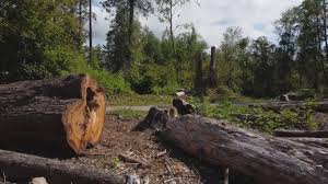 Trusted Brisbane, CA Tree Services Experts