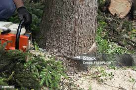 Best Tree Preservation Services  in Brisbane, CA