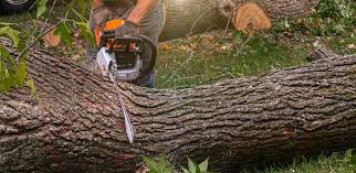 Best Tree Maintenance Programs  in Brisbane, CA