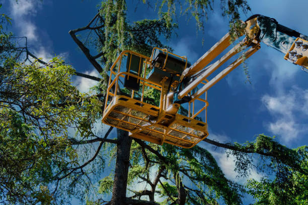 Best Storm Damage Tree Cleanup  in Brisbane, CA