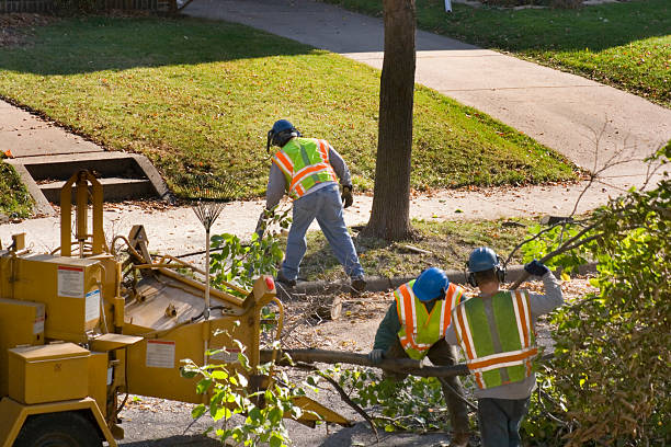 Best Hazardous Tree Removal  in Brisbane, CA