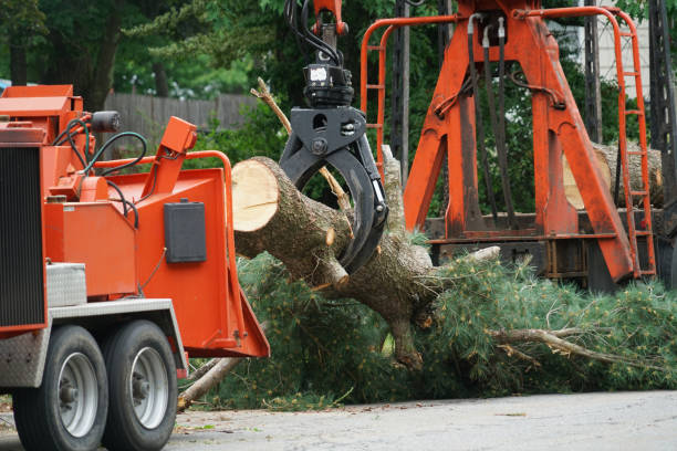 Best Tree and Shrub Care  in Brisbane, CA