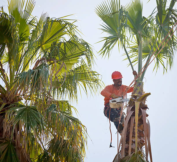 How Our Tree Care Process Works  in  Brisbane, CA