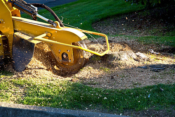 Best Soil Testing and Treatment  in Brisbane, CA