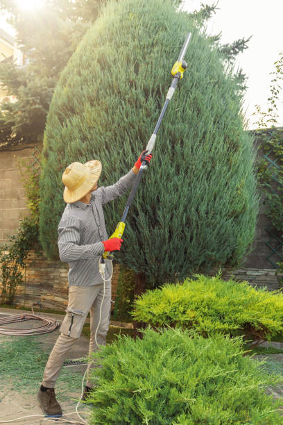 Best Tree Removal  in Brisbane, CA