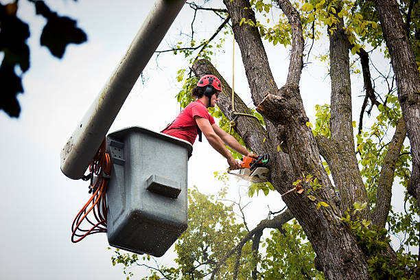 Best Fruit Tree Pruning  in Brisbane, CA