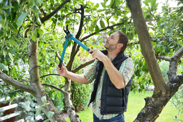 Best Hedge Trimming  in Brisbane, CA